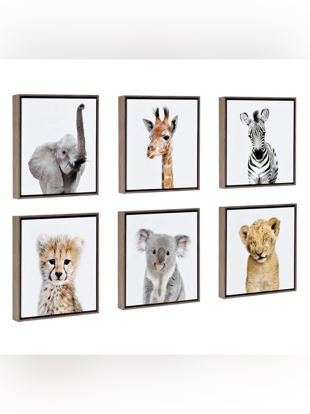 ‘Safari Animals’ by Amy Peterson - Floater Frame Graphic Art Prints (Set of 6)
